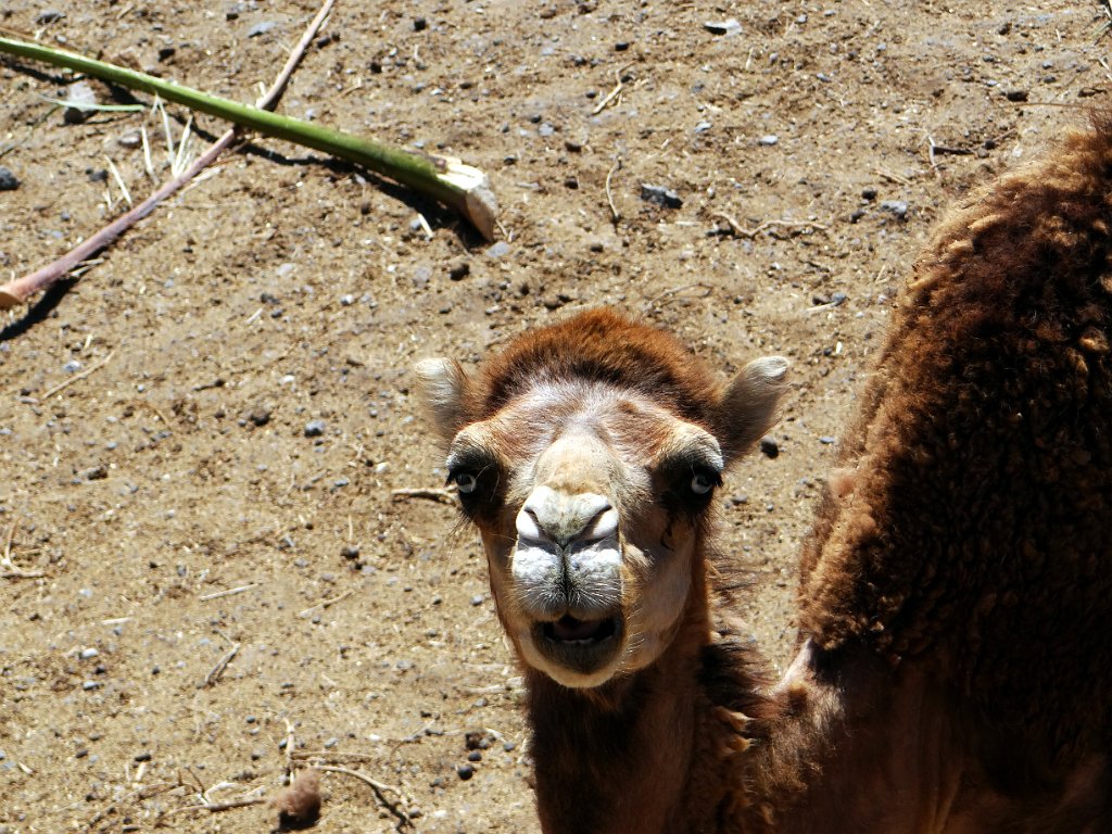 24 Lajita - Oasis Park.JPG